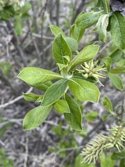 Salix