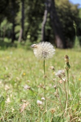 Urospermum dalechampii