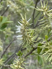 Salix