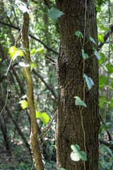Hedera