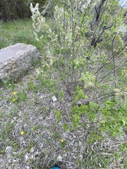 Salix