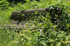Hedera