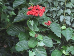 Clerodendrum splendens