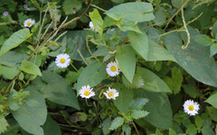 Bellis perennis