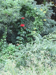 Clerodendrum splendens