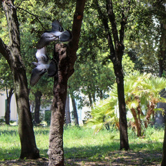 Columba livia domestica