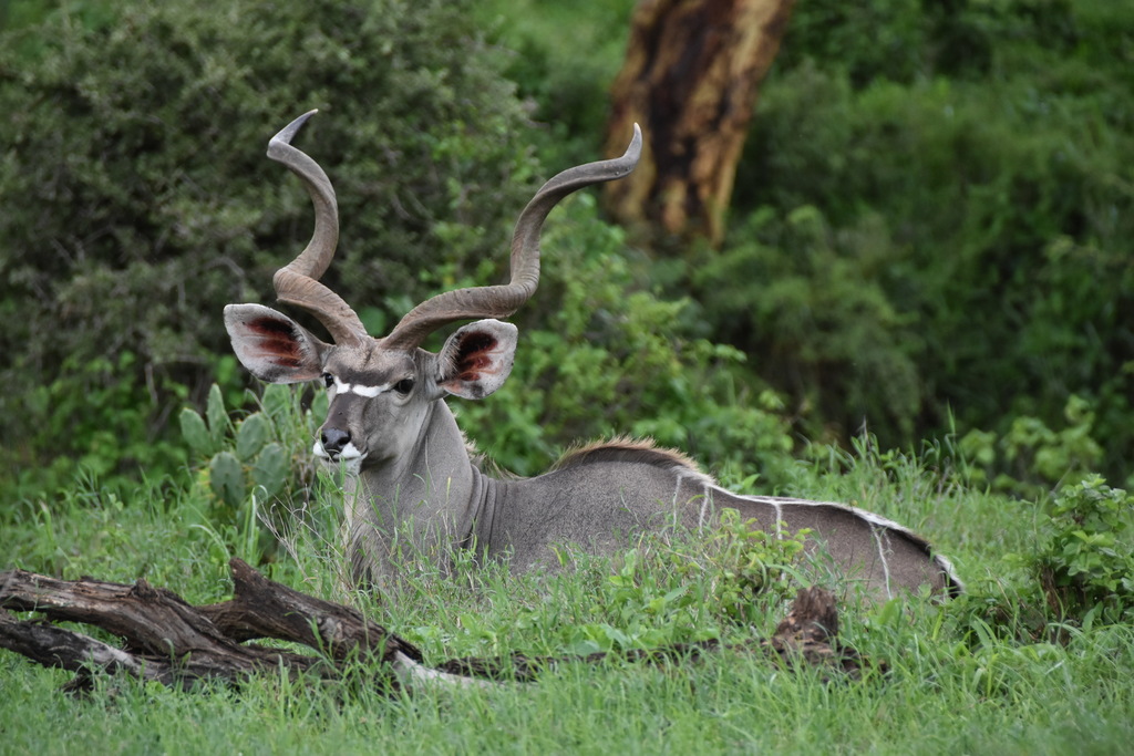 Greater Kudu