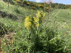 Pedicularis comosa