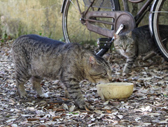 Felis