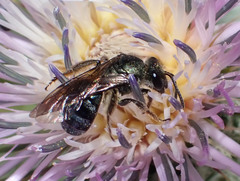 Lasioglossum chalcodes