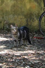 Felis