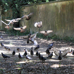 Columba livia domestica