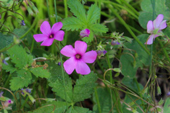 Oxalis articulata
