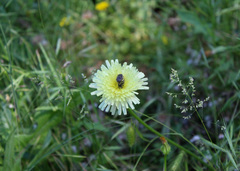 Urospermum dalechampii