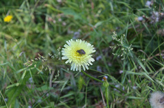 Urospermum dalechampii