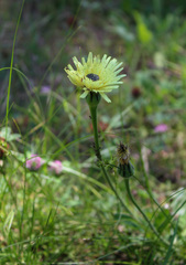 Urospermum dalechampii