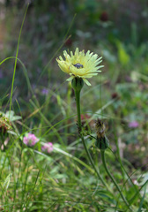 Urospermum dalechampii