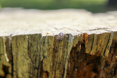 Armadillidium
