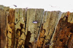 Armadillidium