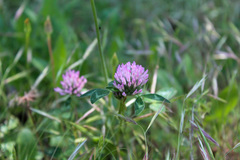Trifolium pratense