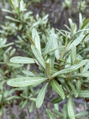 Hippophae rhamnoides
