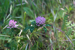 Trifolium pratense