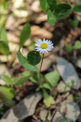 Bellis perennis