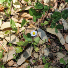 Bellis perennis