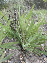 Lactuca tatarica