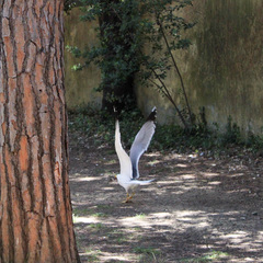 Larus michahellis