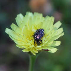 Urospermum dalechampii
