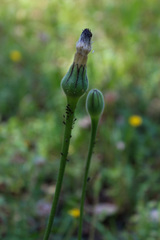 Urospermum dalechampii