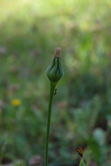 Urospermum dalechampii