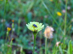 Oxythyrea funesta