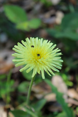 Urospermum dalechampii