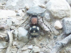 Physetopoda punctata