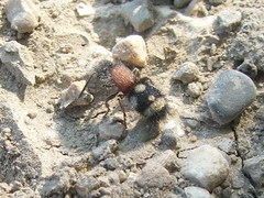 Physetopoda punctata