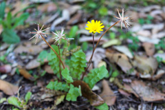Hyoseris radiata