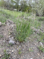 Tragopogon dubius