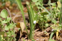 Hedera