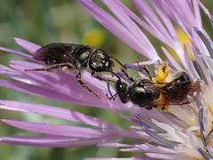 Lasioglossum chalcodes
