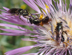 Lasioglossum chalcodes