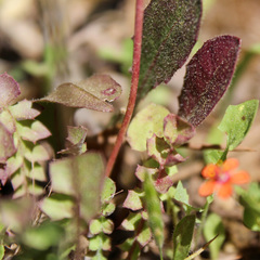 Hyoseris radiata