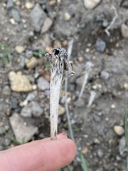 Tragopogon dubius