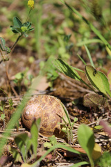 Cornu aspersum