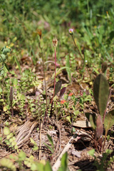 Hyoseris radiata