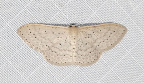 Scopula sublinearia (Walker, 1866)