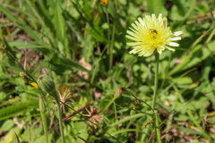 Urospermum dalechampii