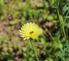 Urospermum dalechampii