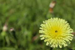 Urospermum dalechampii